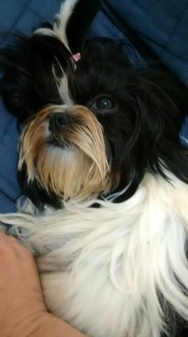 Shitzu fêmea