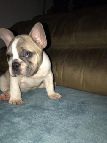 Bulldog Francês, Blue Fawn Pied EXOTICO