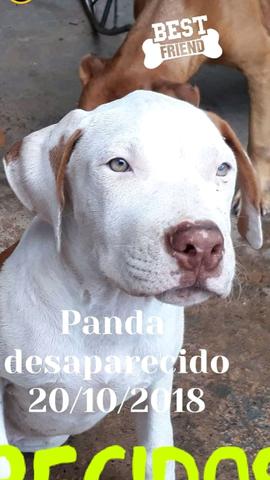 Desaparecido recompensa