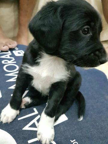 Doa-se cachorro cocker