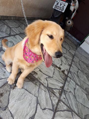 Golden Femea, Pura, 6 meses