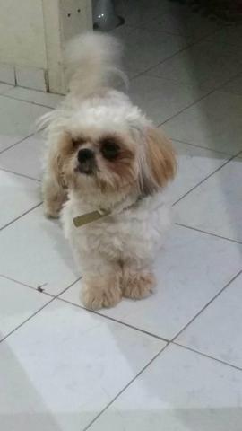 Macho shih tzu