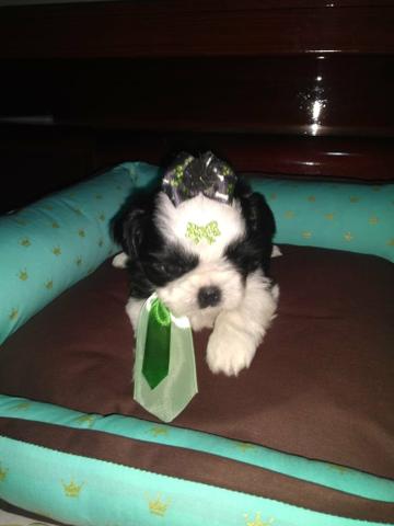 Mini Shih Tzu macho