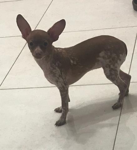 Pinscher zero fêmea