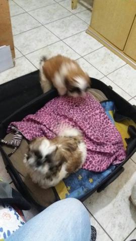 Shih Tzu / Osasco/ ZO / Fêmeas e macho