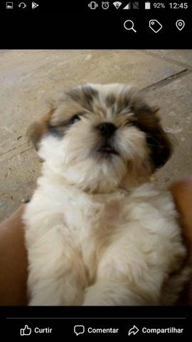 Vendo chihtzu macho 400 reais 3 meses