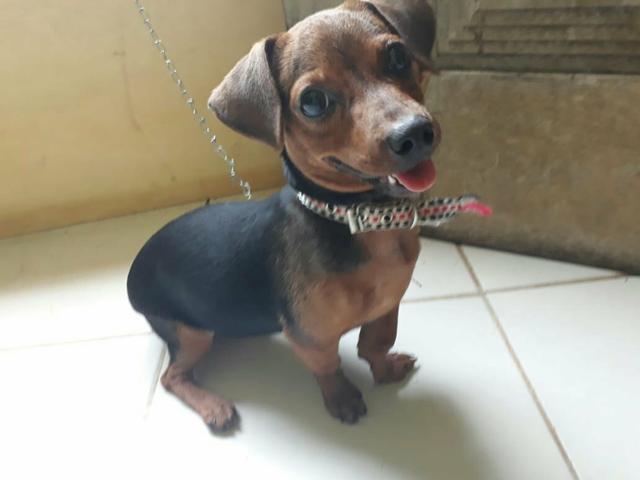 Vendo uma Pinscher