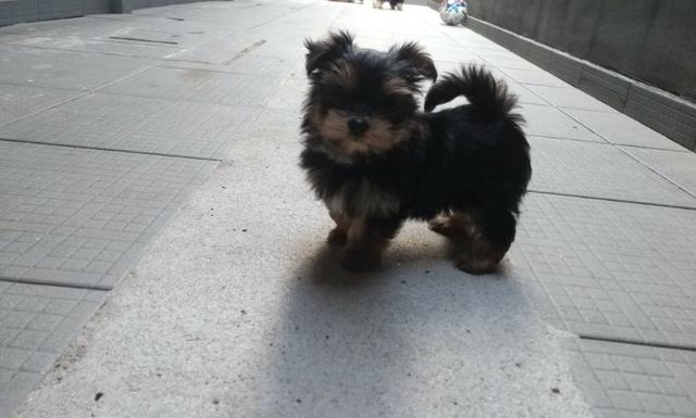 Yorkshire Terrier - Fêmea