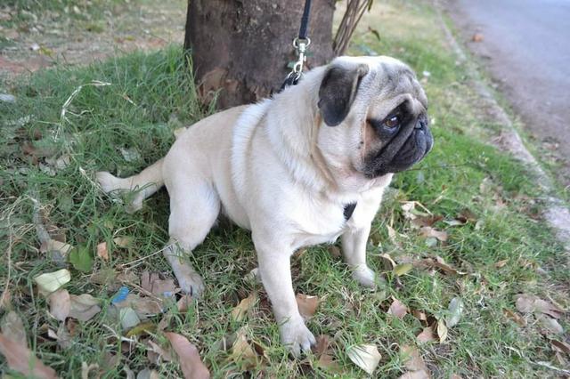 Pug macho de 2 anos