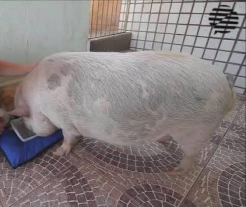 Doação de um porco