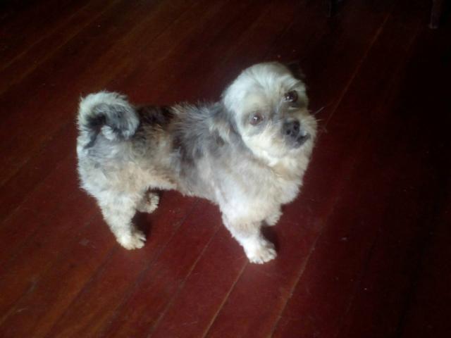 Doação lindo Lhasa Apso macho jovem