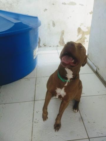 Pitbull Red Nose procura-se fêmea