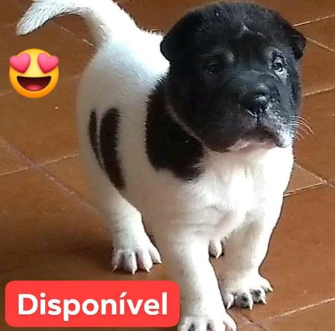 Sharpei Macho Flowered preto e branco com Pedigree