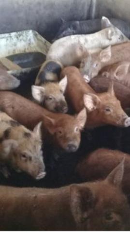 Vendo porcos 30 cada porco