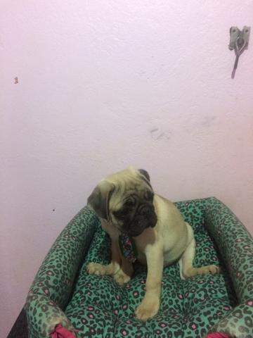 Último macho de pug