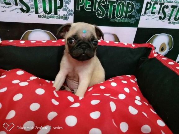 Linda fêmea pug para entrega