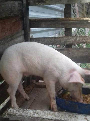 Porco manso e companheiro