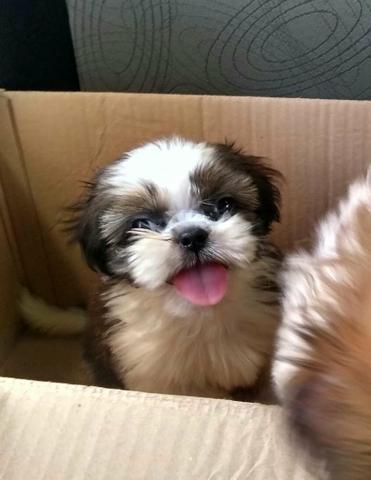 Shithzu fêmea 60 dias