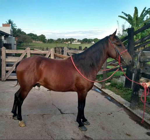 Vendo ou troco cavalo inteiro