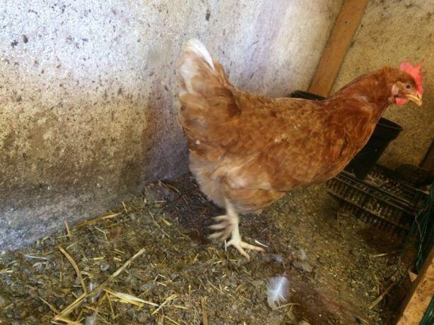 Doação - botadeiras