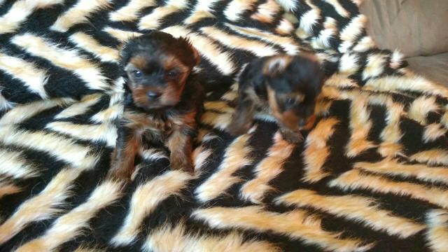 Vendo Yorkshire Mini