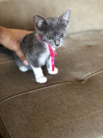 Adoção gatinha linda ?