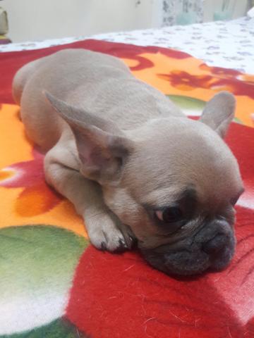 Femea blue fwan solida vacinada com pedigree cbkc