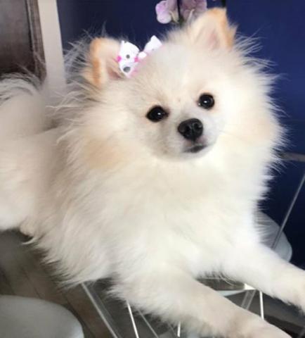 Lindo lulu anão ursinho 2 macho