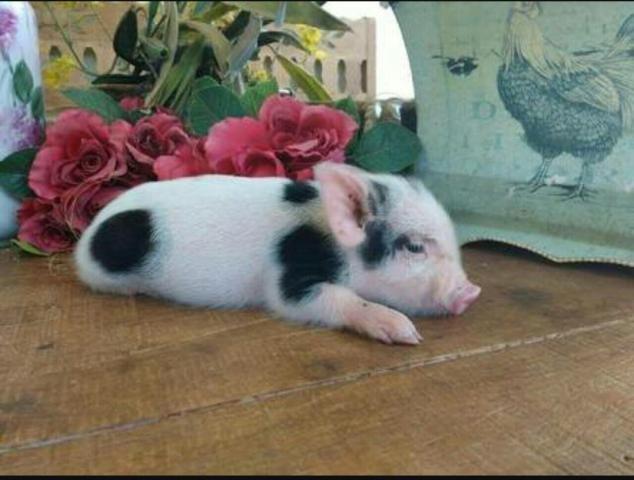 Mini porco fêmea