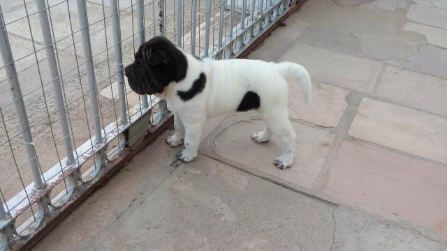 Sharpei Flowered macho - preto e branco