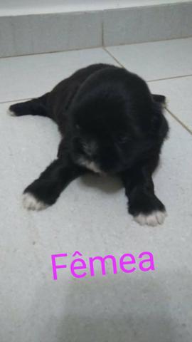 Shi tzu 2 femas e um macho