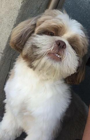 Shitzu macho para cruzar