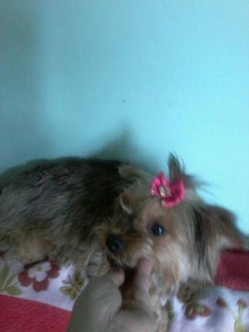 Vendo fêmea de york 2 anos watis 47 