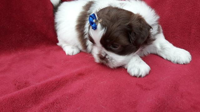 Vendo um machinho de shih tzu com 40 dias cor chocolate com Branco