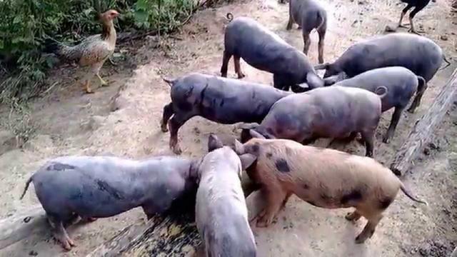 Doacao de porcos! Levo até a pessoa - Tel na descricao