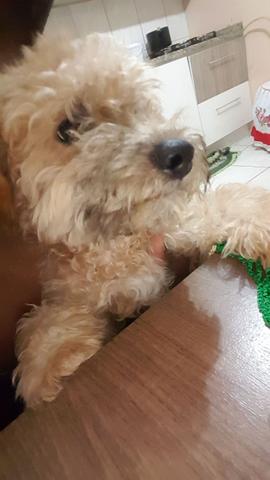 Doace cadelinha shih tzu com pudol tem 6meses