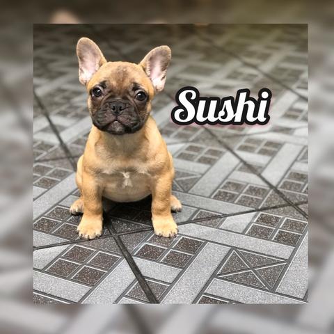 Fêmeas de Bulldog francês