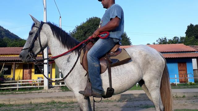 Potra manga larga 5 anos marcha picada