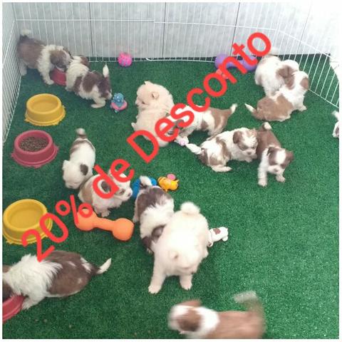 Shih Tzu e Spitz alemão!!!