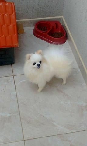 Spitz alemão (cobertura)