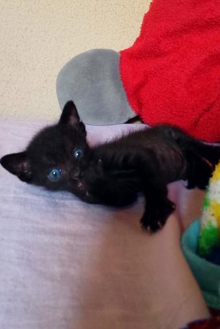 Doa-se Gatinho preto olho azul