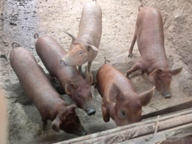 Doa-se porco leitão
