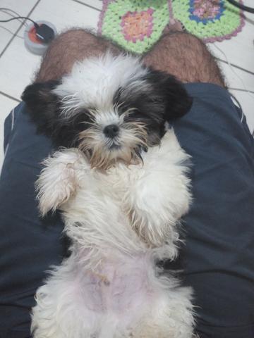 Lhasa Apso puro 600R$
