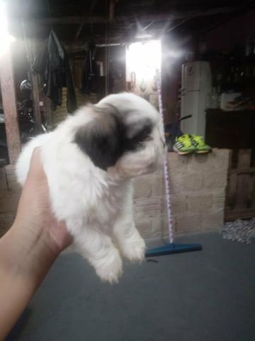 Lindo shih tzu