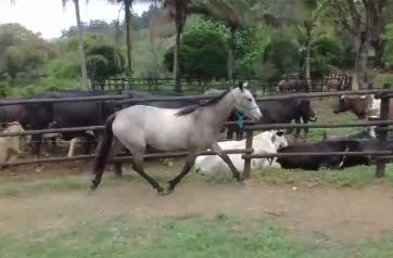 Potra Mangalarga Marchador sangue do Fator