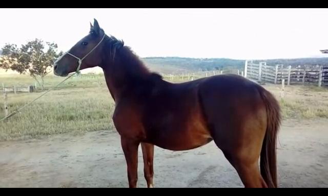 Potra quarto de milha 7/8