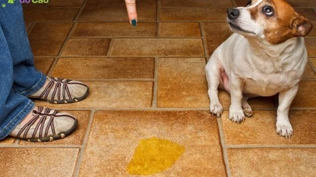 Como treinar o cachorro em casa!
