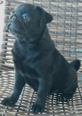 Pug Black linda