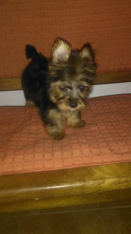 Yorkshire Terrier Macho micro ( whats