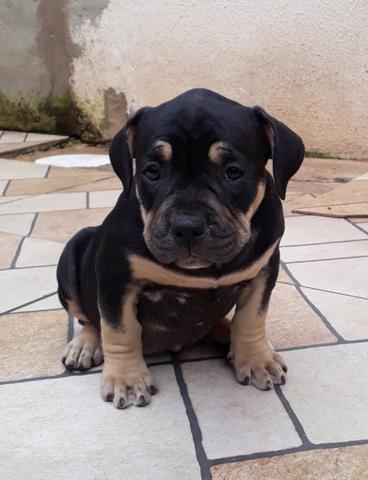 American Bully disponível para venda.